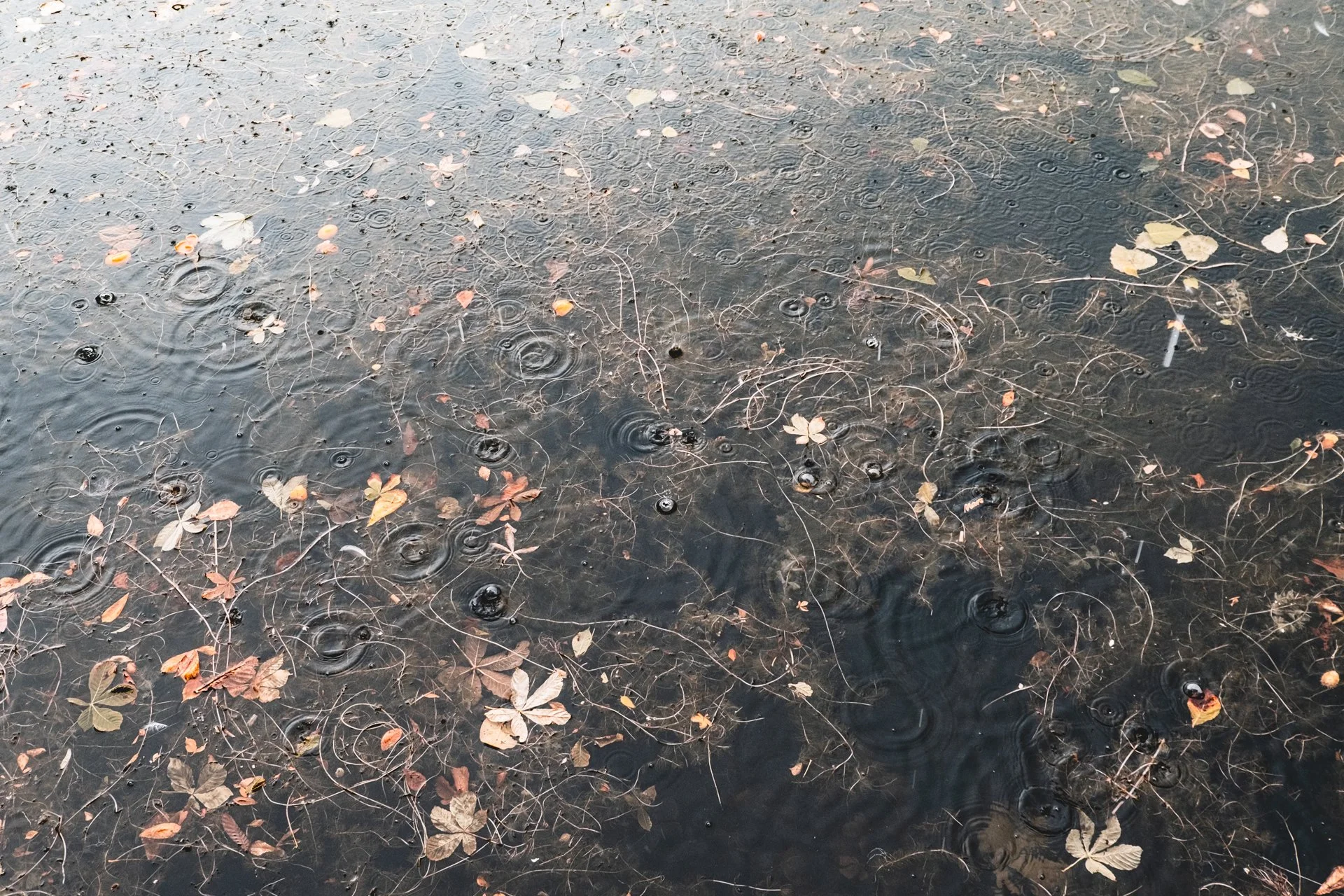 DSCF4278.jpg