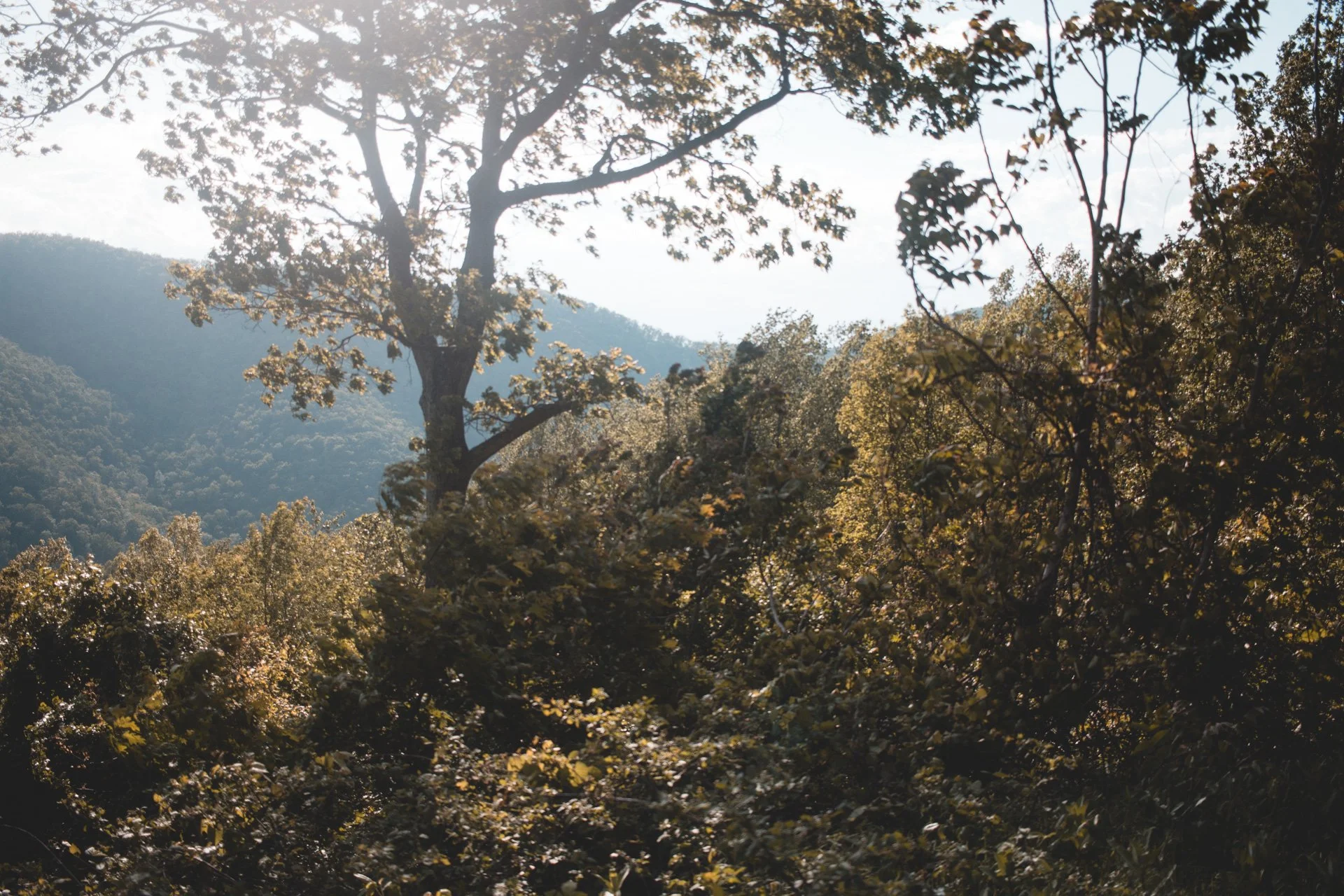 shenandoah-518.jpg