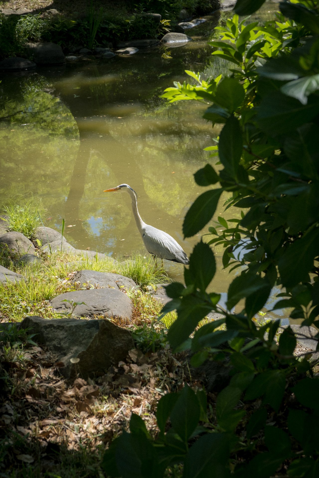 DSCF6729.jpg