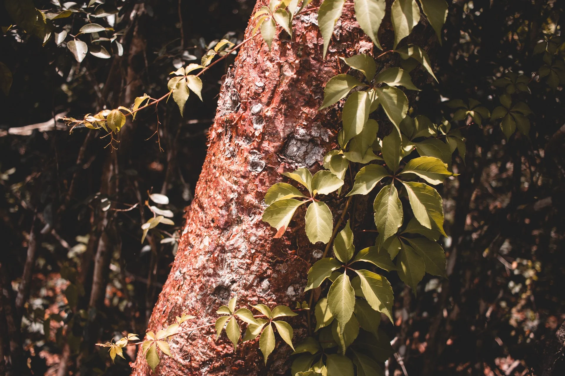 everglades-199.jpg