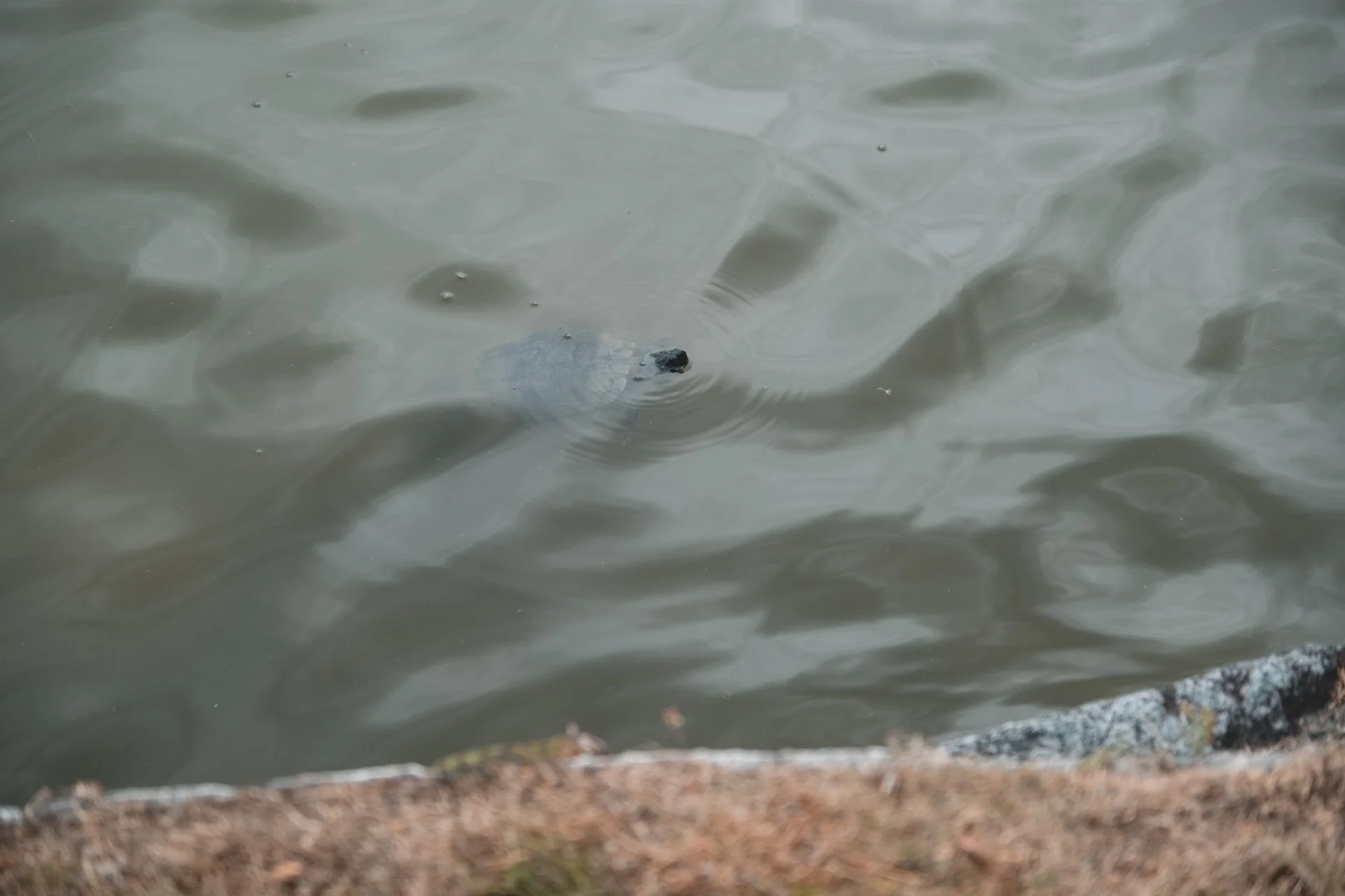 DSCF2305.jpg