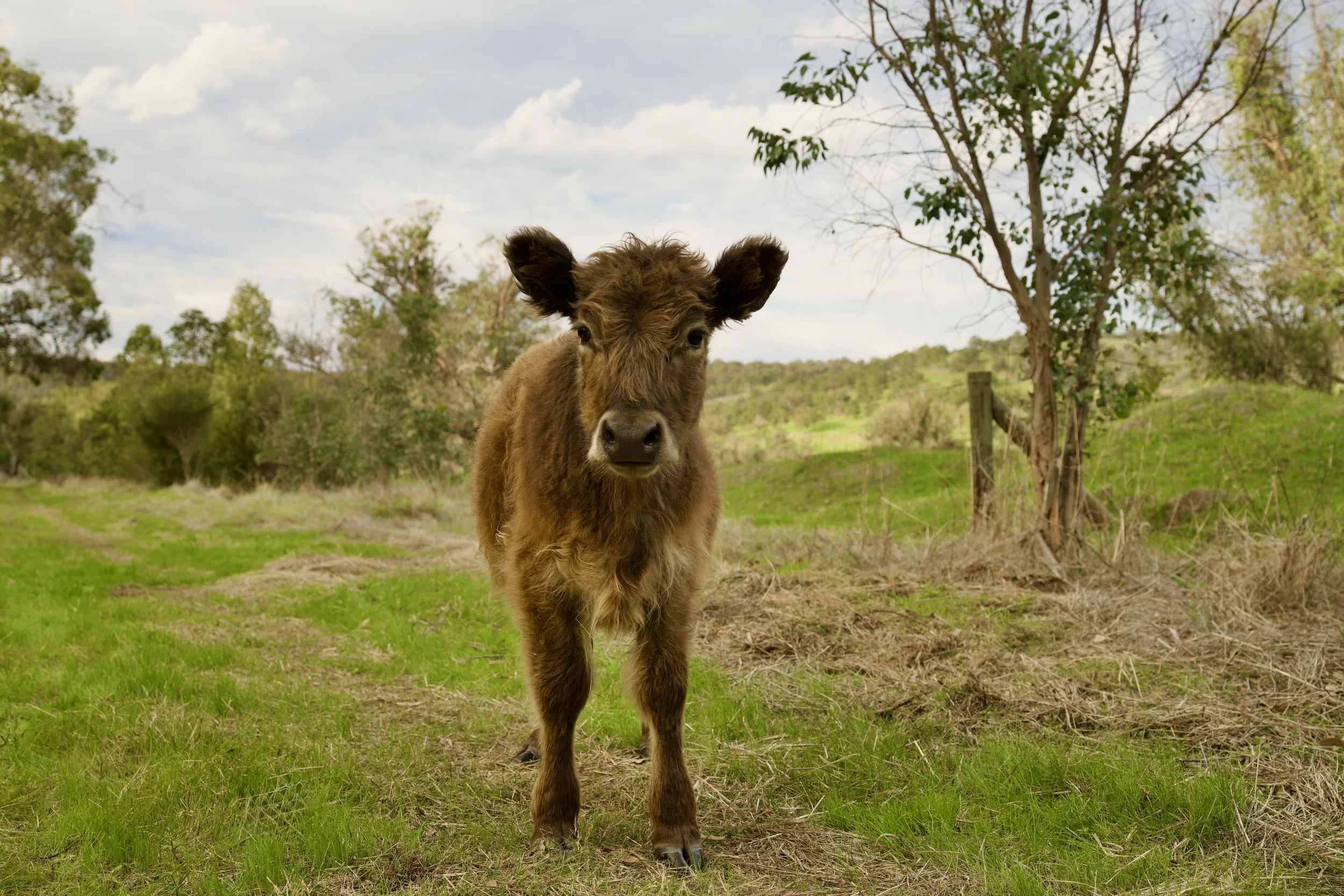 _DSC2598.jpeg