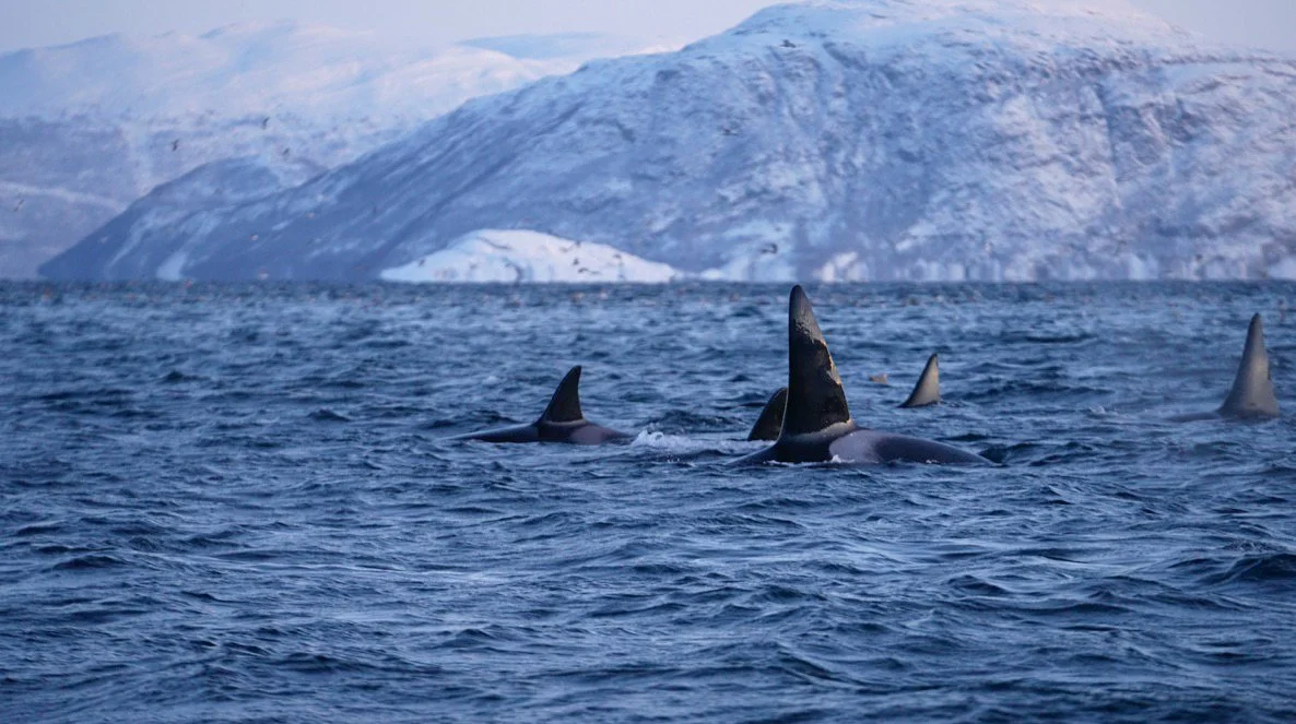 orca photo-1.jpg