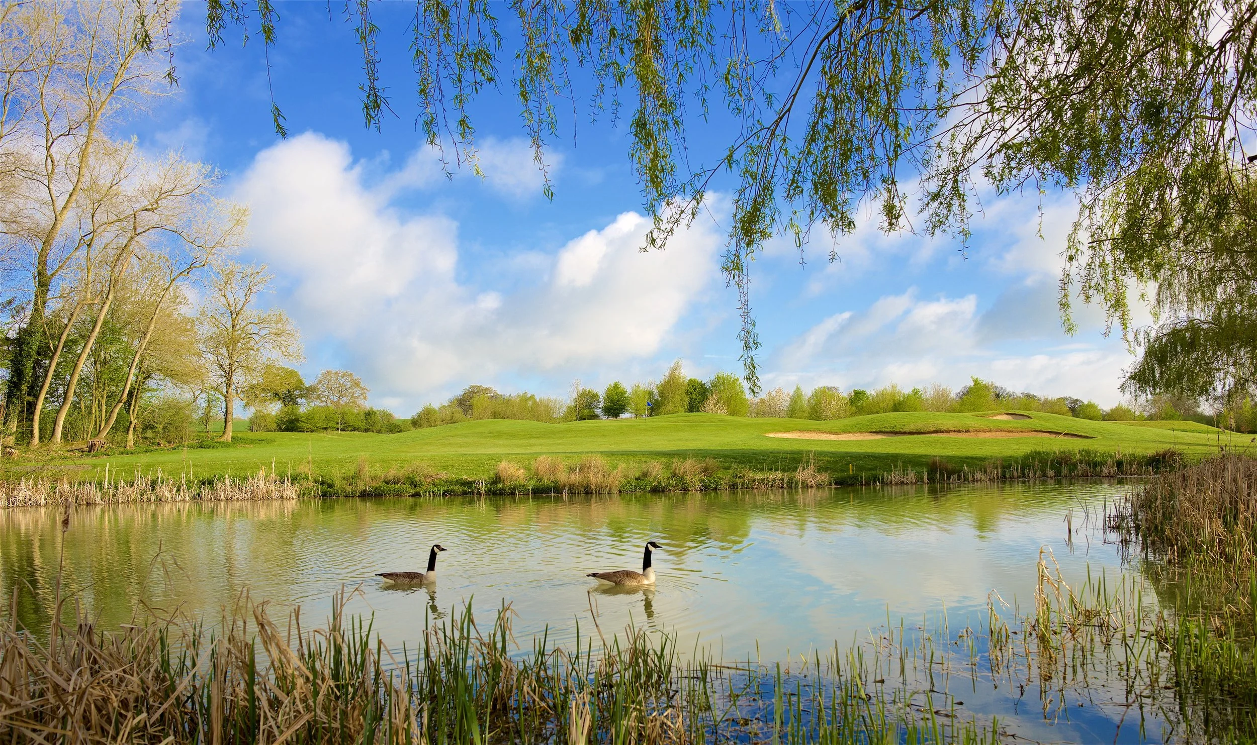 A scenic outdoor view of a pond with two ducks swimming, surrounded by tall grass, trees, a grassy hill, and a blue sky with scattered clouds.