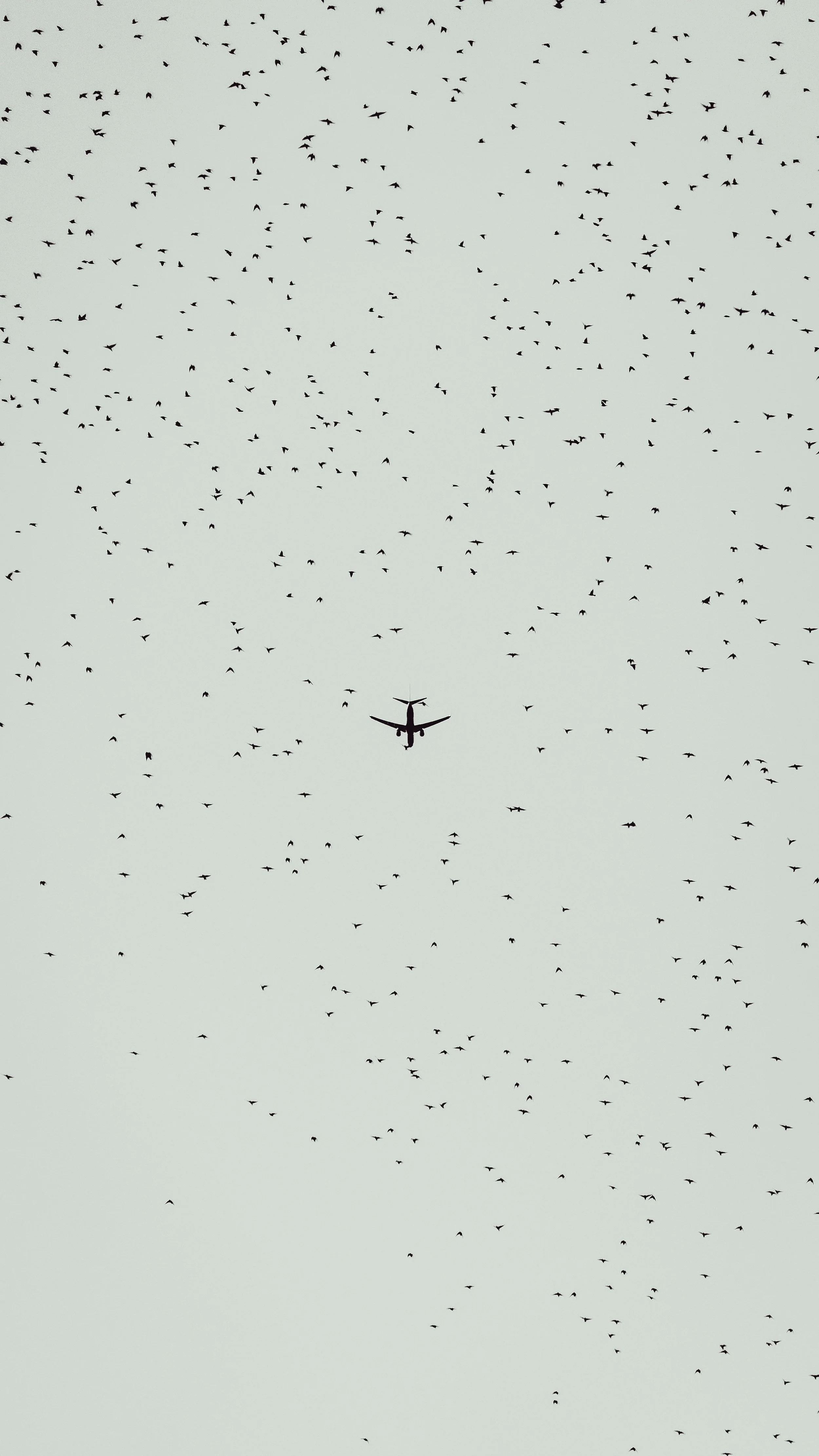 Ein Flugzeug fliegt durch den Himmel, umgeben von zahlreichen Vögeln in einer Wolke.