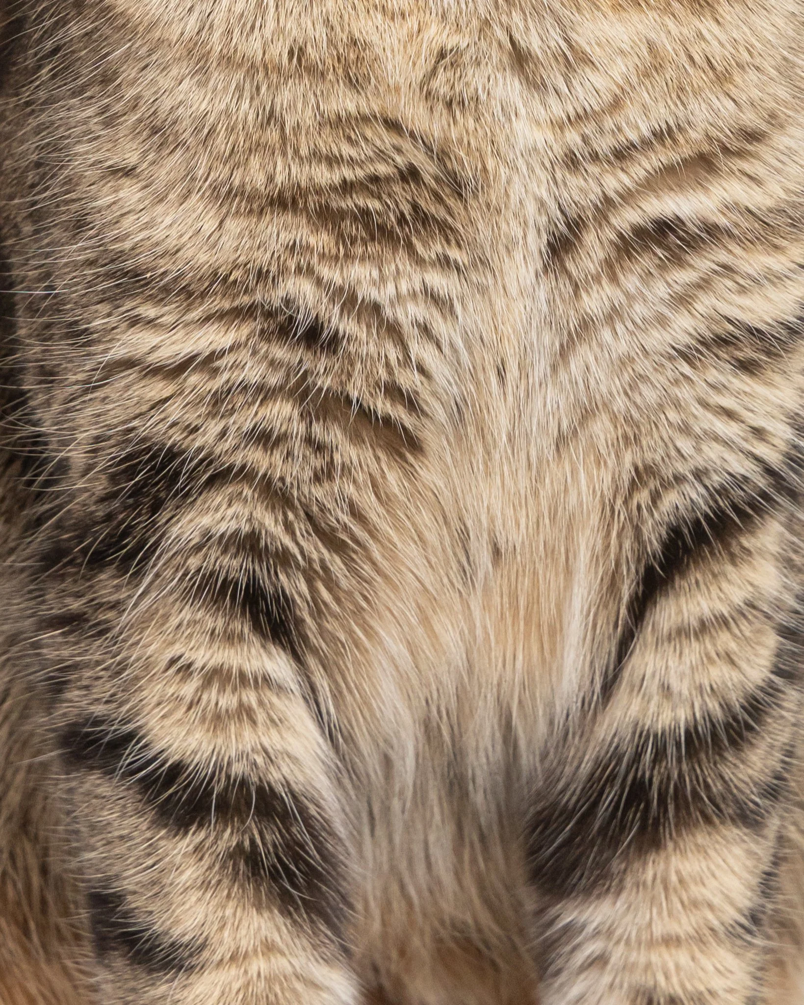 _95A8748.jpg