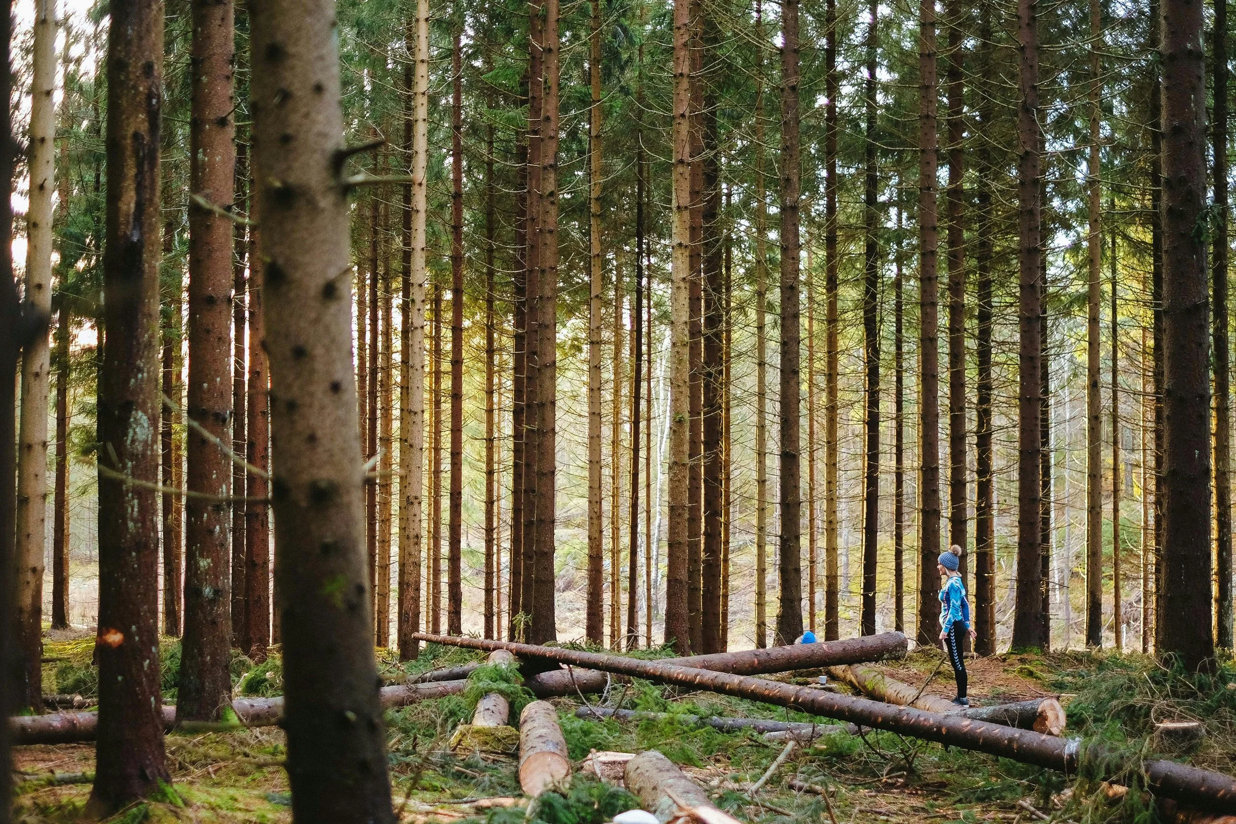 A woman wearing a blue jacket and a gray beanie stands on a forest trail surrounded by tall trees and fallen logs.