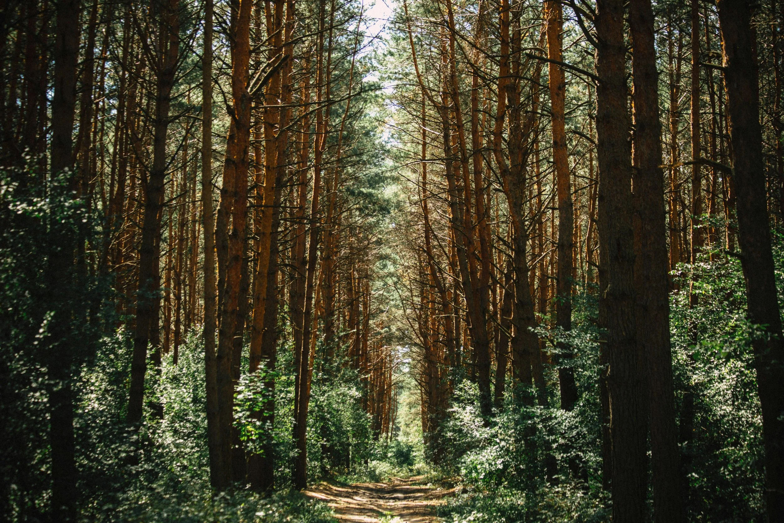 A dense forest with tall trees and a dirt path running through it.