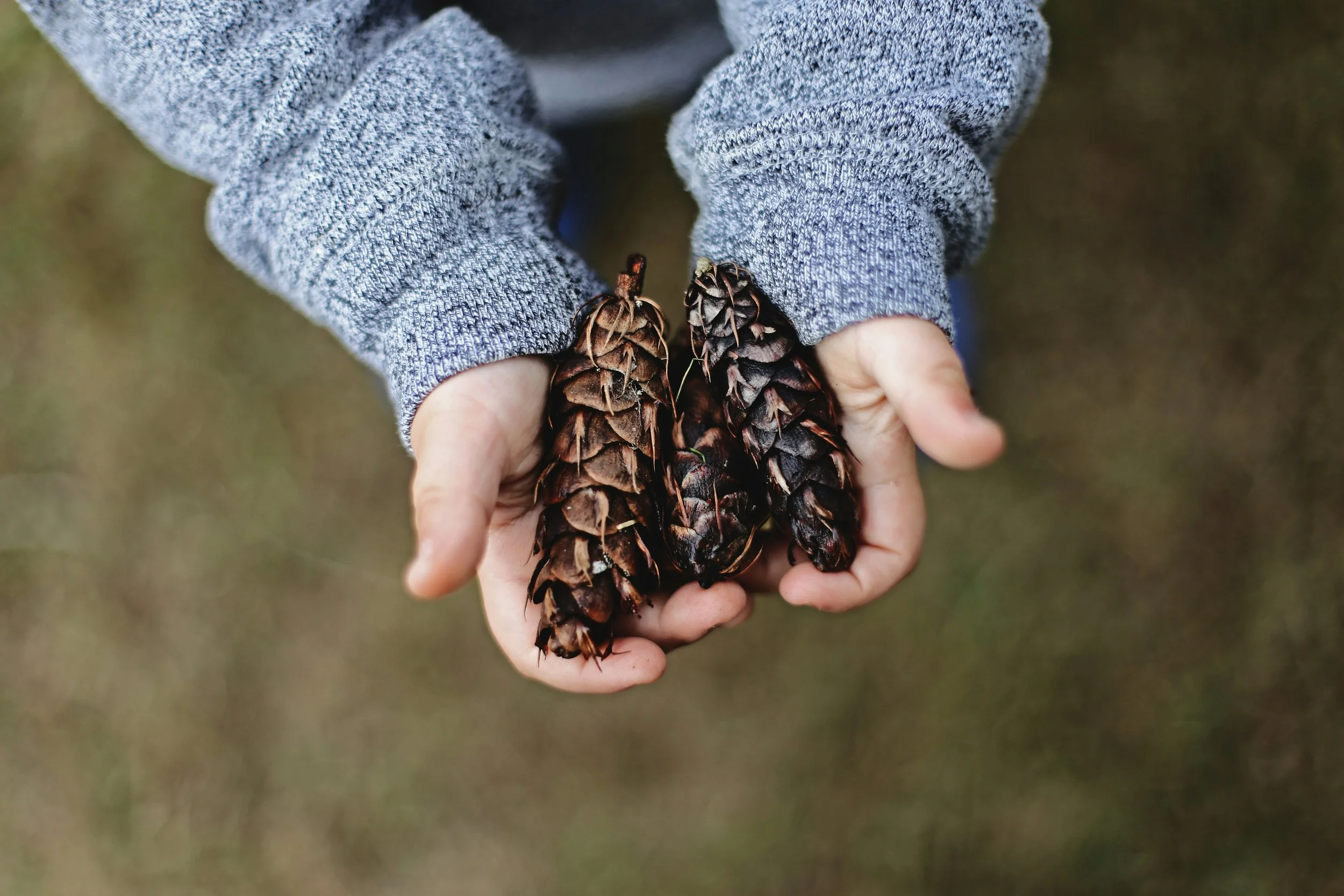 A person wearing a gray sweater holds three large pinecones in their hands, with a blurred outdoor background.
