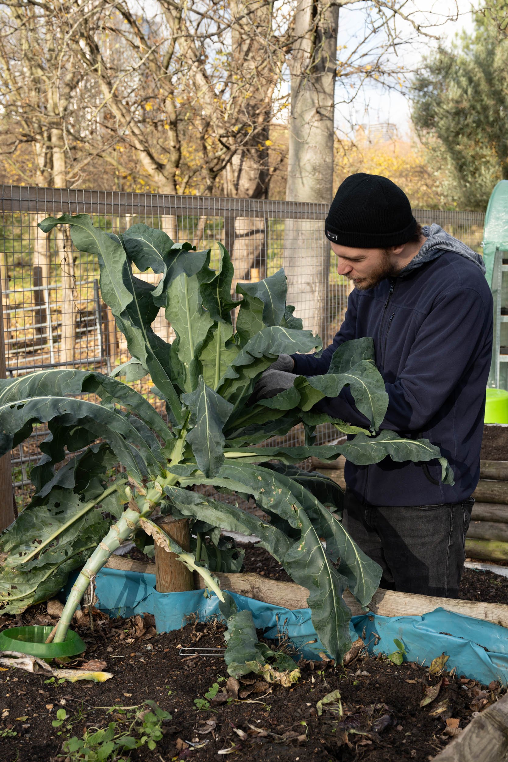 Ian - Gardening for Wellbeing at Mudchute City Farm