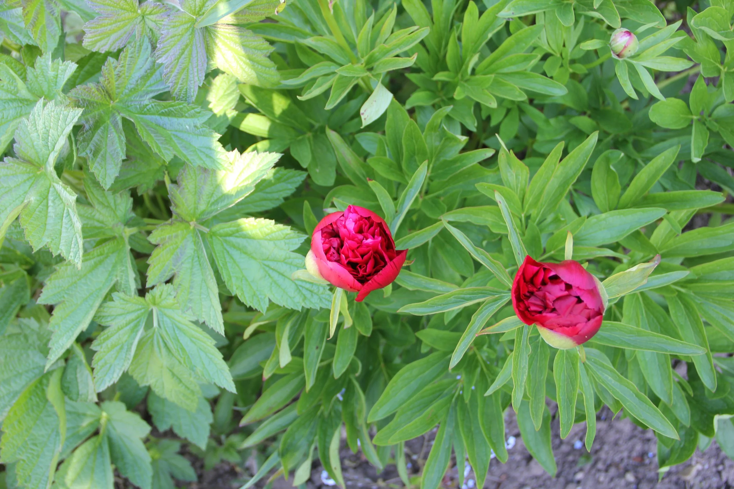 IMG_9674.JPG