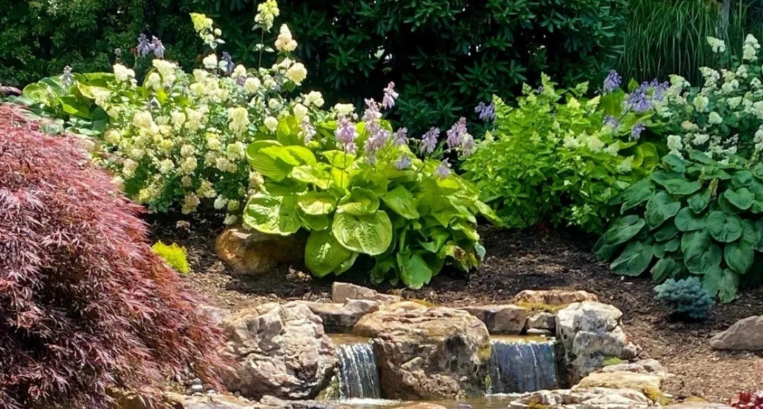 Learn how pollinator friendly landscaping supports bees, butterflies, hummingbirds, and other beneficial wildlife while creating a beautiful yard.