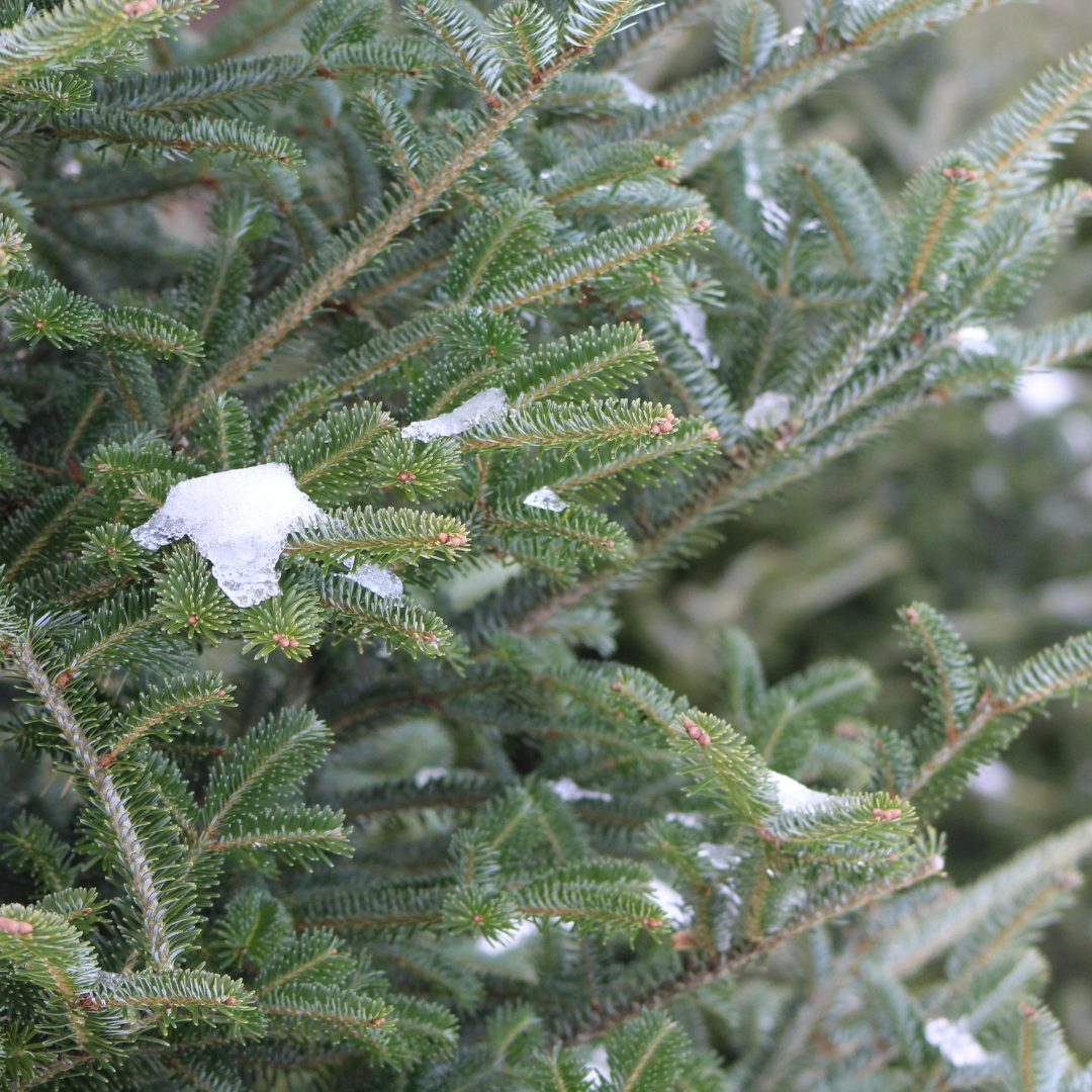 Evergreen Landscaping: Keeping Your Yard Beautiful All Winter