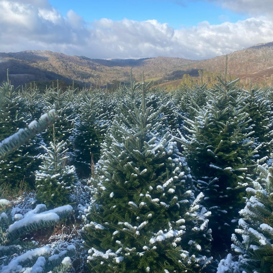 Merry Christmas from Timber Creek Landscaping