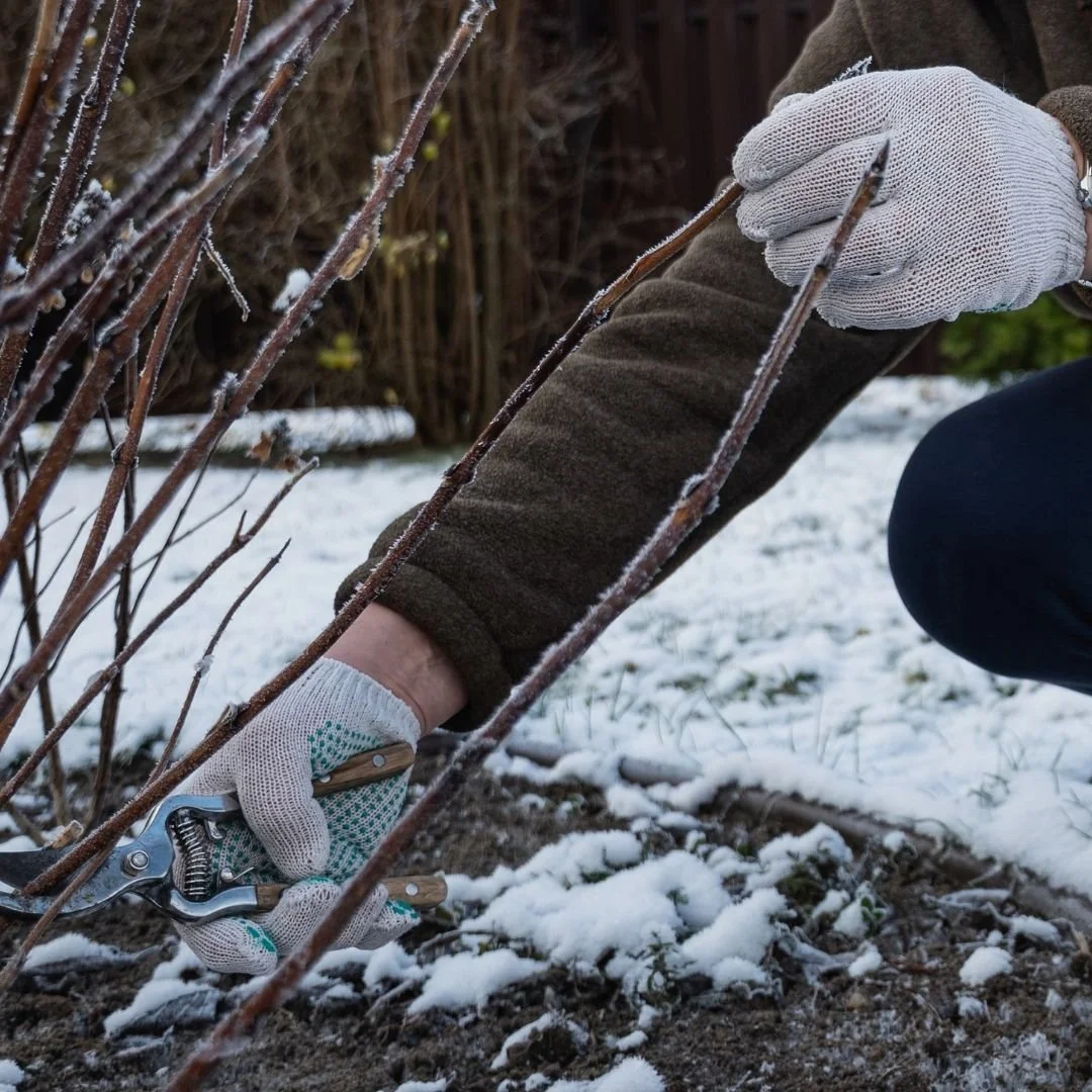 Winter Tree &amp; Shrub Care Tips to Protect Your Landscape