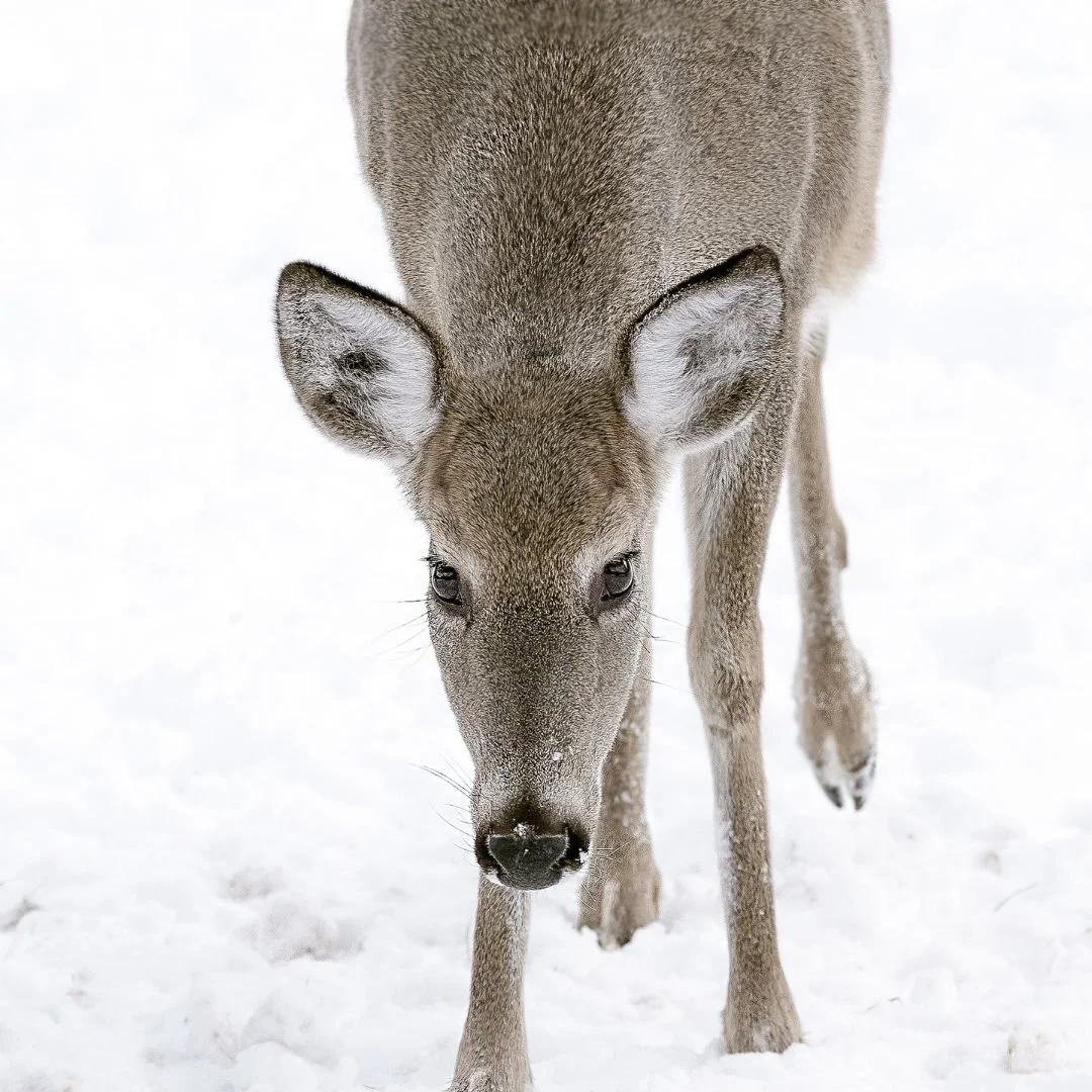 Protecting Your Landscape from Winter Wildlife