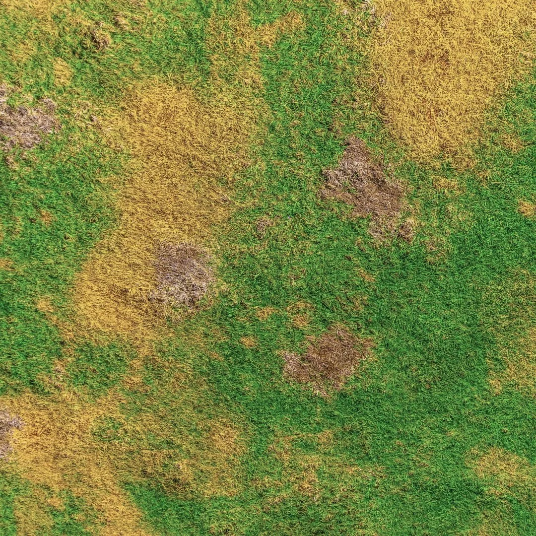 How to Fix Patchy or Damaged Lawns Before Summer Hits