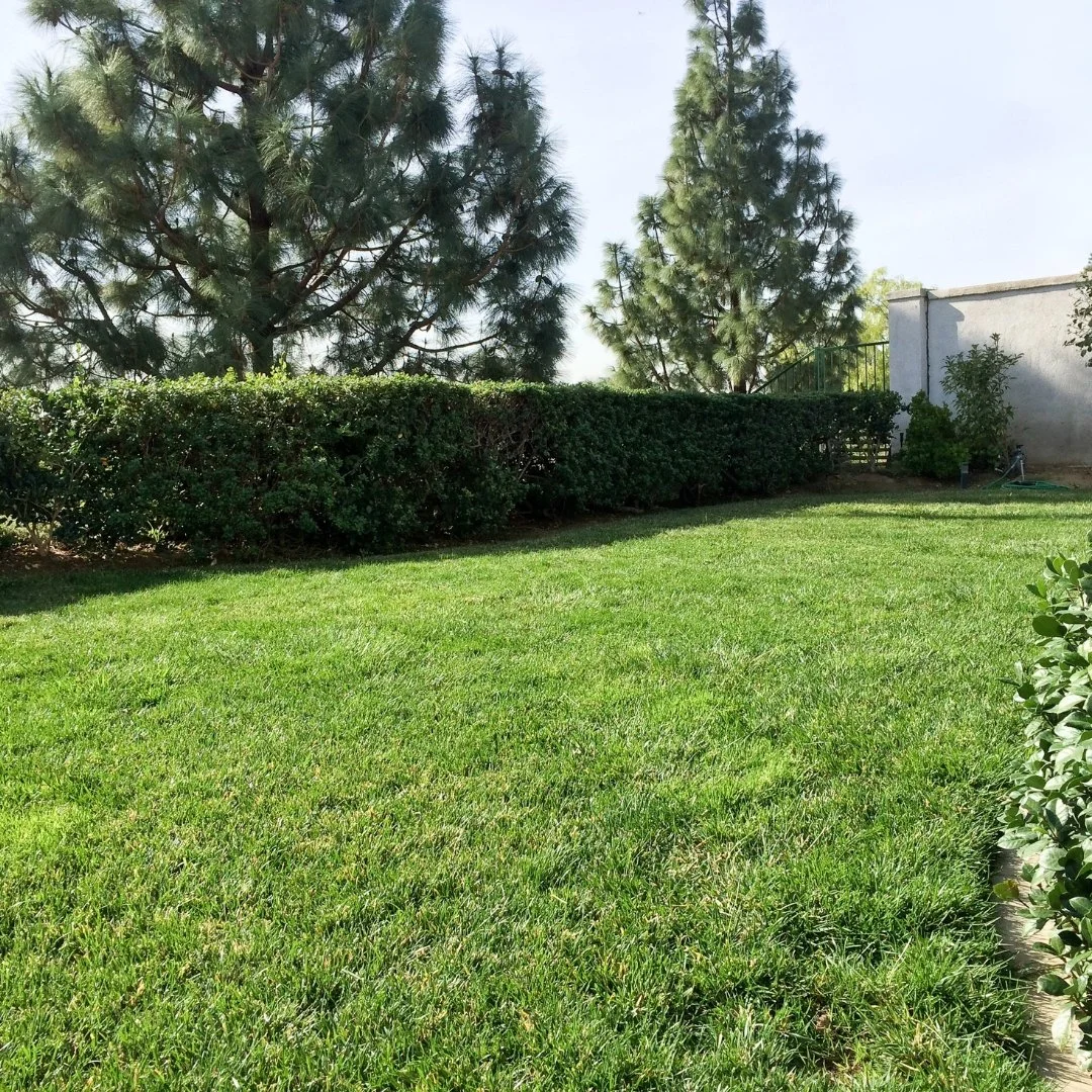 Why Mid-Summer Is the Perfect Time for a Landscape Inspection