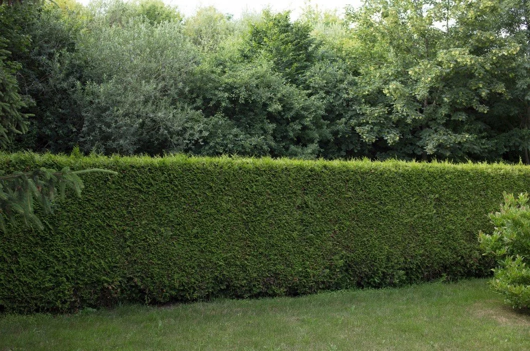 Discover how trees, shrubs, and landscape features can create privacy in your backyard while enhancing beauty and property value.