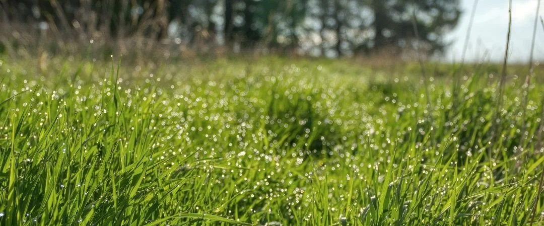 How to Fix Patchy Grass in Spring, Lawn Repair Tips for North Carolina
