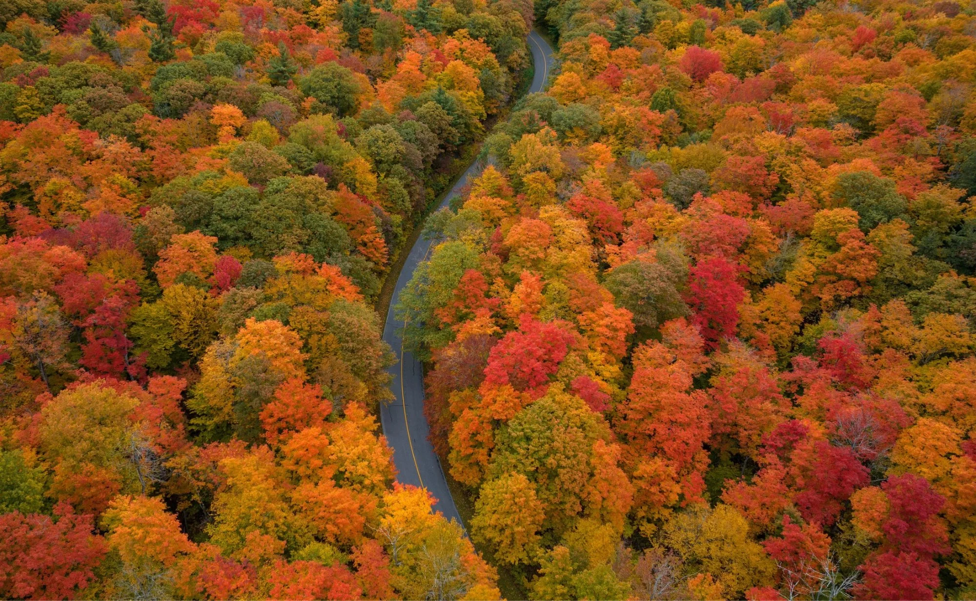Fall Landscape Design, Planning Now for a Beautiful Autumn and Beyond