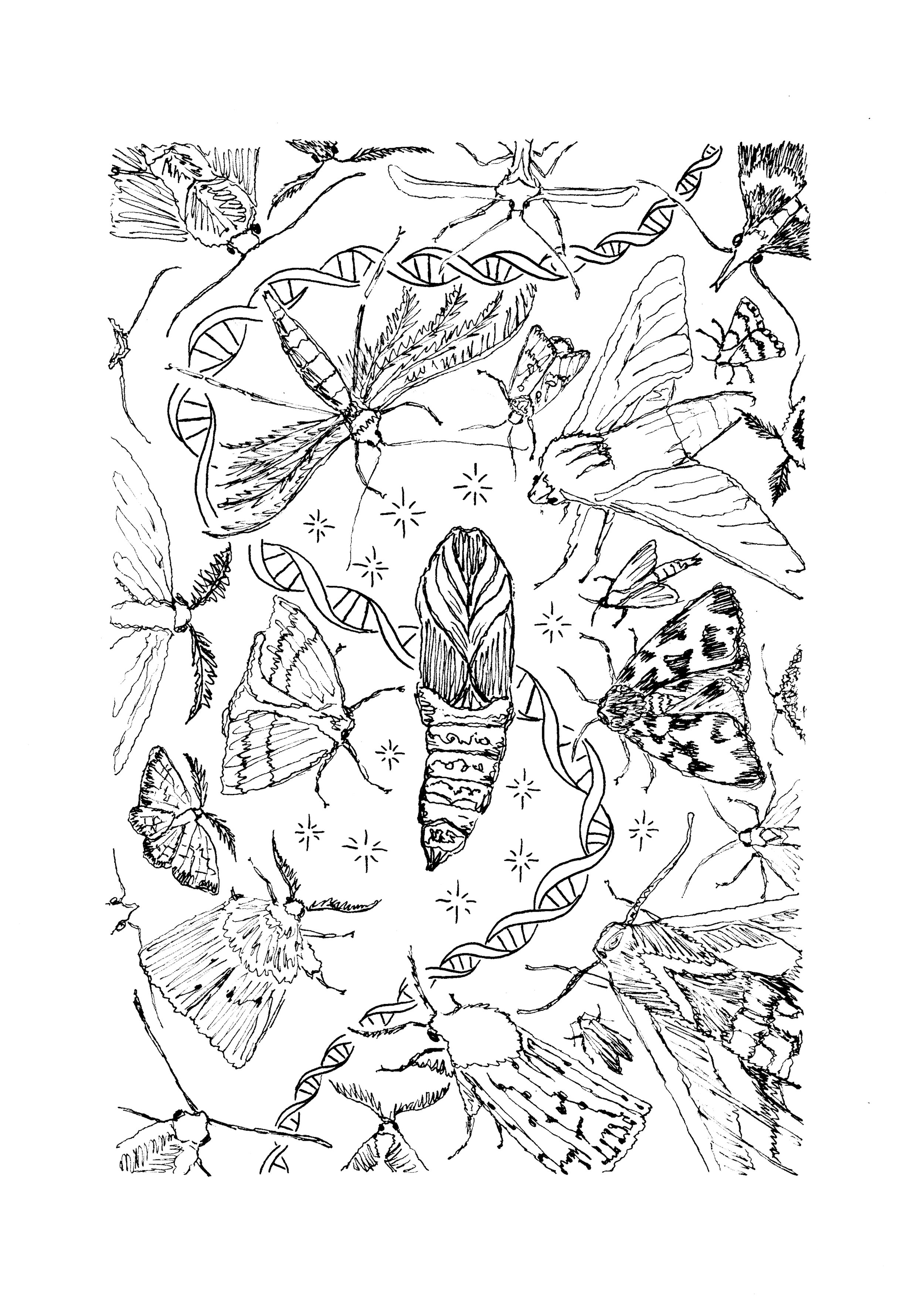 line layer of moth riso print