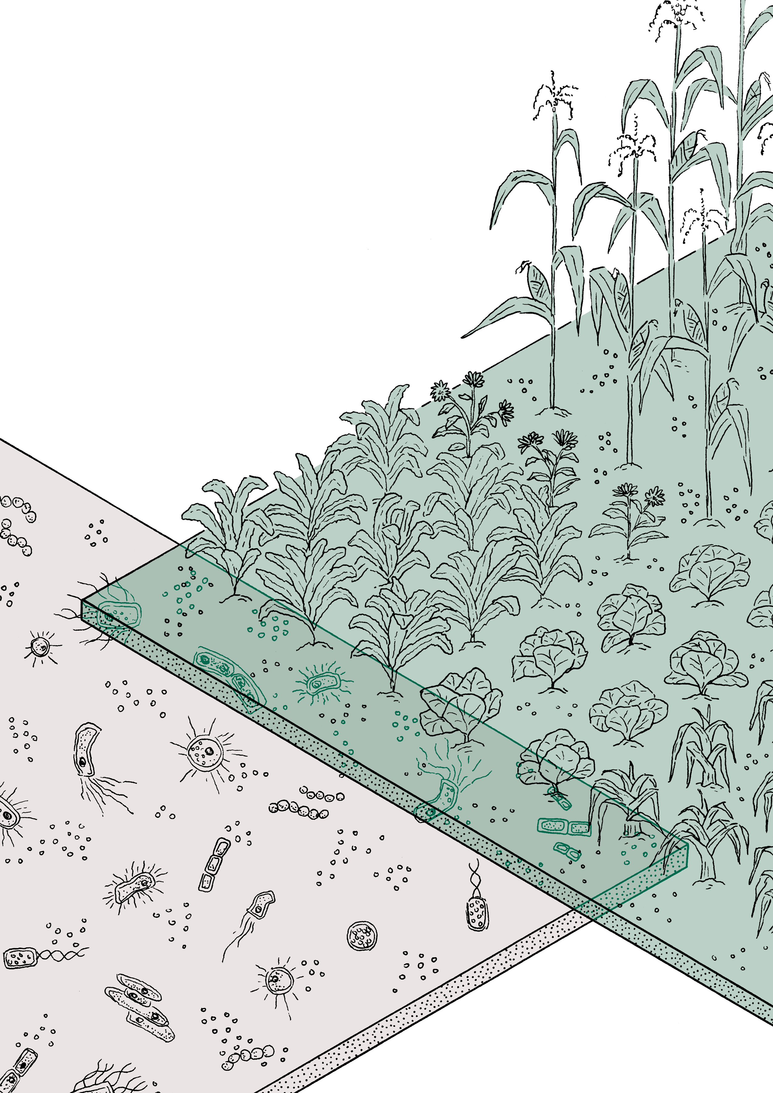 isometric layers, one of crops growing the other of soil microbes