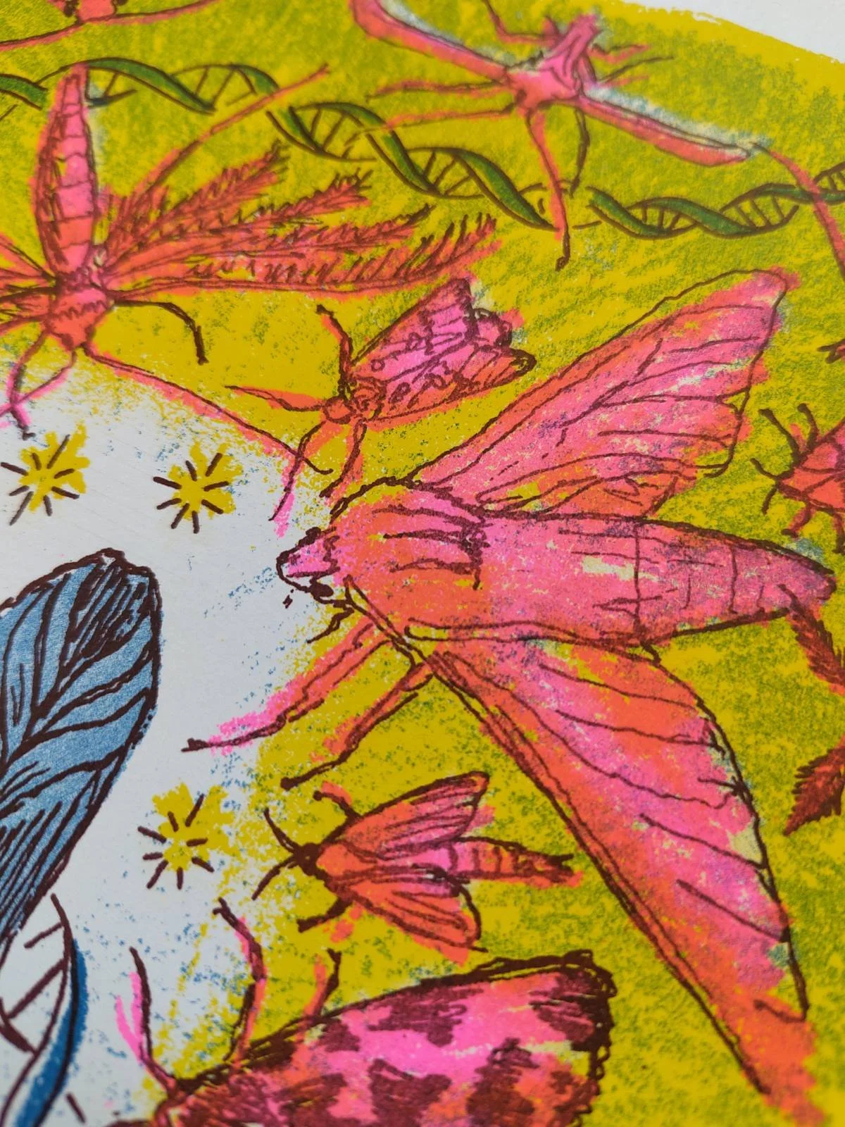 close up of pink elephant hawk moth riso print