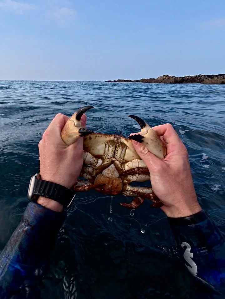 My first hand caught Brown Crab.
Thankyou Brown Crab.

Lovely bit of rummaging around yesterday with @harrypricebuilds 

Lovely bit of pickled samphire from @feralucy_ there too 😋