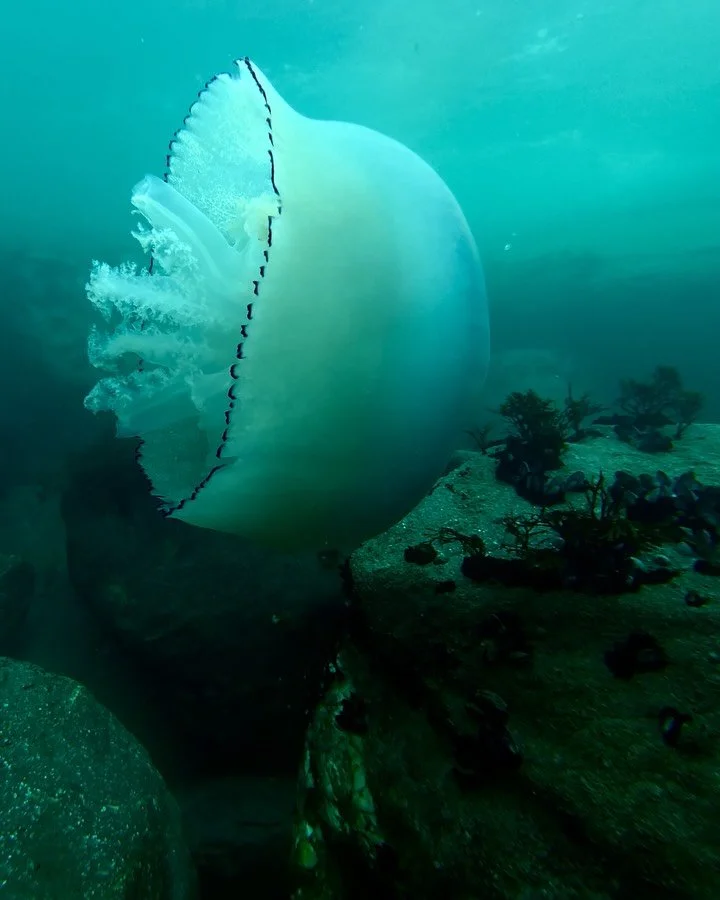 Caught a Mullet and did a drawing of it

Thanks for taking me with you @soultee.uk ❤️

My camera ran out of battery so I didn&rsquo;t get a video of me spearing the mullet unfortunately 

#mullet
