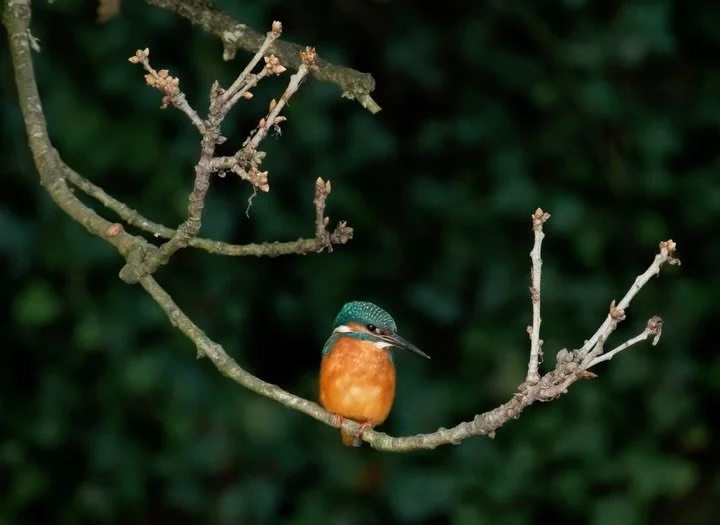 I&rsquo;ve got weak glute meds from too much time at my desk, and recently my poor meds have been achey! That ache, combined with relentless south-westerlies, means that instead of walking Ernest around the estuary, I&rsquo;ve been sitting in a shelt