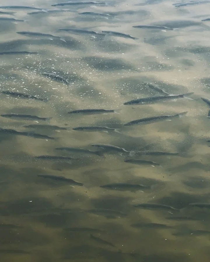 Fishing is really hard. I&rsquo;ve been fishing for about two years now, and I&rsquo;m only just reaching a point where I&rsquo;m starting to &ldquo;get it&rdquo;. And when I say get, I don&rsquo;t mean understand. Aside from some improvements in pra