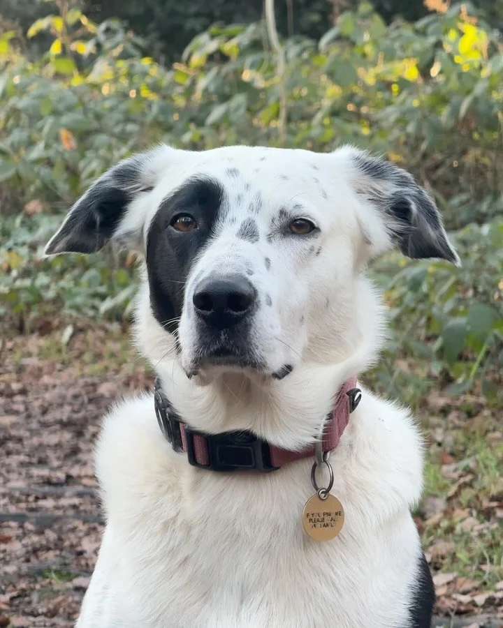 Hampstead Heath, Christmas morning 2025