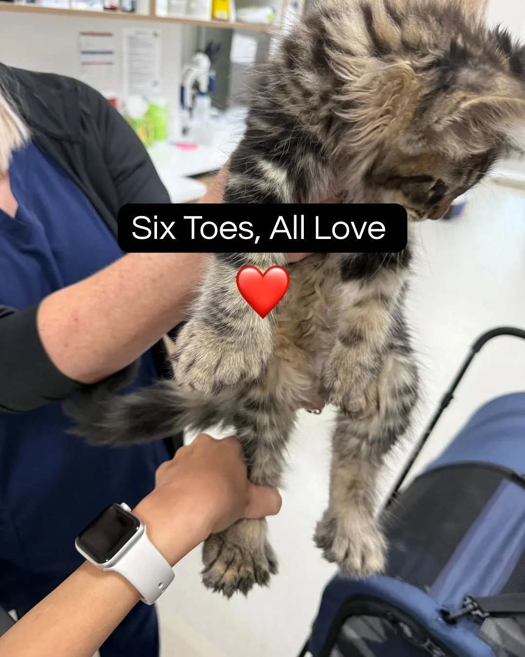 Meet Moose - this kitty’s rocking SIX toes on every paw! 🐾 This rare condition is called polydactylism, and it happens when a cat has extra toes.
Fun fact: Polydactyl cats have historically been considered lucky! Sailors used to keep them on