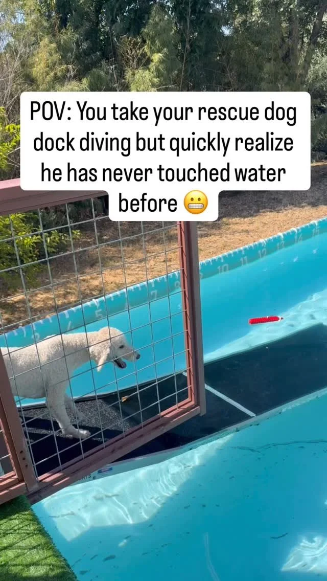 The whole family had a blast watching Noodle navigate water for the first time! Activities like dock diving aren’t just fun—they give dogs both physical exercise and mental stimulation, helping them grow in confidence and stay healthy. Bi