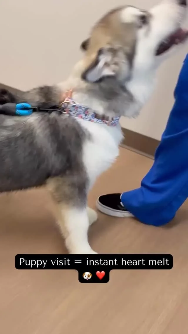 Vet life = caring for pets… and totally falling in love with them too 💛