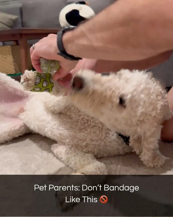 One of the best DIY covers I’ve ever seen—made from a simple sock! 🧦
Here’s why I never recommend wrapping your pet at home with real bandage material: it’s way too easy to apply too tightly, which can cut off circulation an
