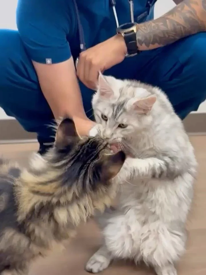 Our very first Kitten Plan graduates! 🎓🐾🐾
These two have been growing up together since their first visits — and it’s been such a joy watching them through every milestone. 💛
They’ve completed all their kitten vaccines and prev