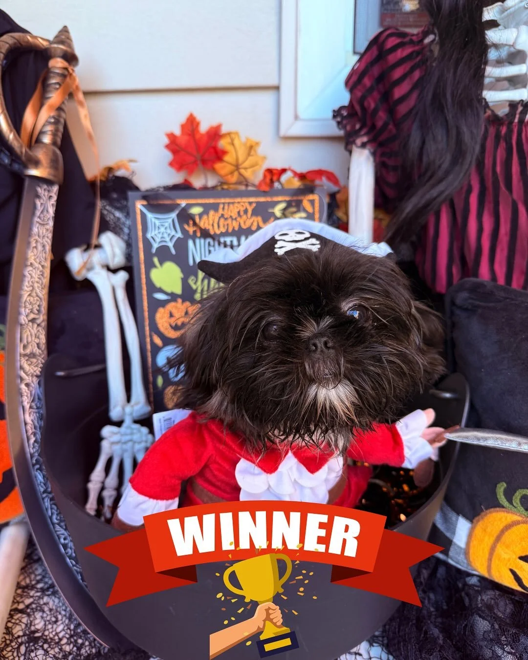Congrats to our costume contest winner, Pesto the Pirate!  We had so much fun looking through all the submissions. Take a look at some of our other favorites!