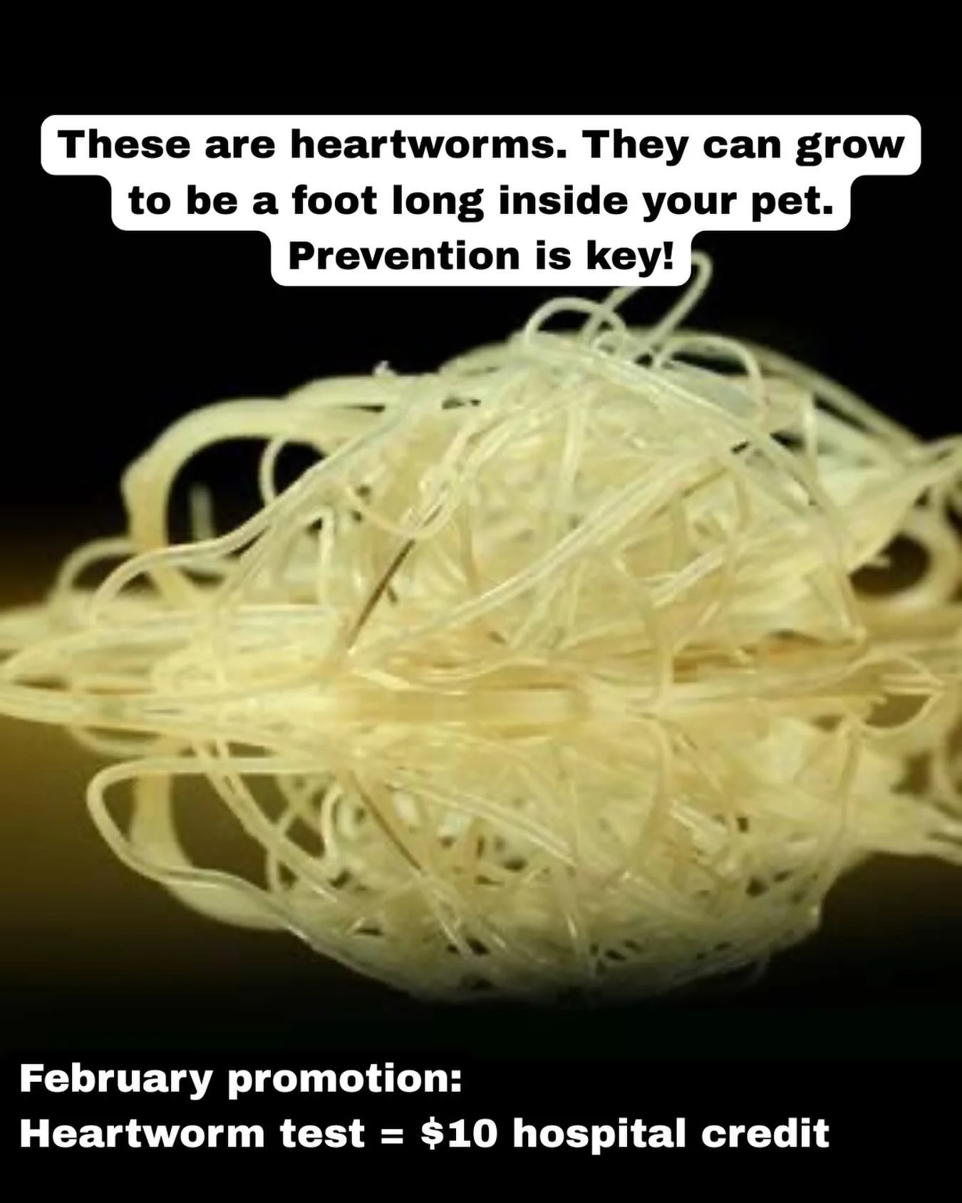 💘 Valentine&rsquo;s reminder: protect your pet&rsquo;s heart.

Heartworm disease is spread by mosquitos. The best time to start protection is before mosquito season is in full swing.

Why prevention matters 👇
🐶 Dogs: Treatment is&nbsp;&nbsp;expens