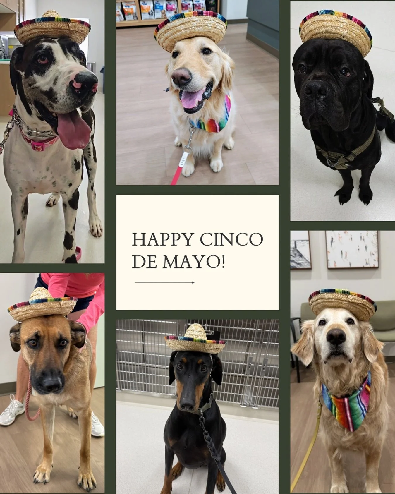 Tiny hats, big personalities 🐾 Happy Cinco de Mayo!