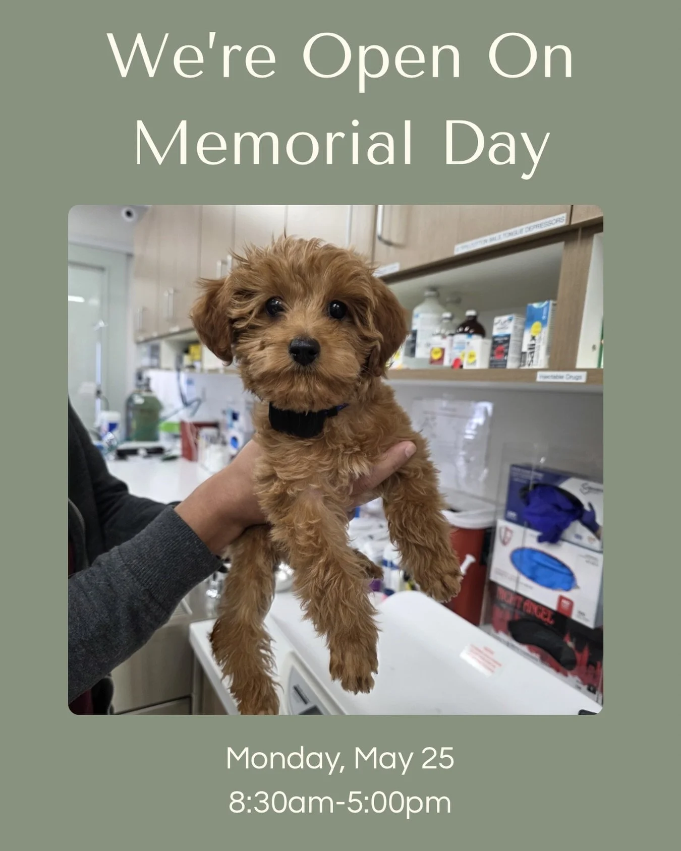 Spending Memorial Day with family, friends&hellip; and probably a few pets stealing hot dogs off the grill. 🌭🐾

Fair Oaks Pet Hospital will be open Monday 5/25 from 8:30am&ndash;5pm if your pet needs care during the holiday.