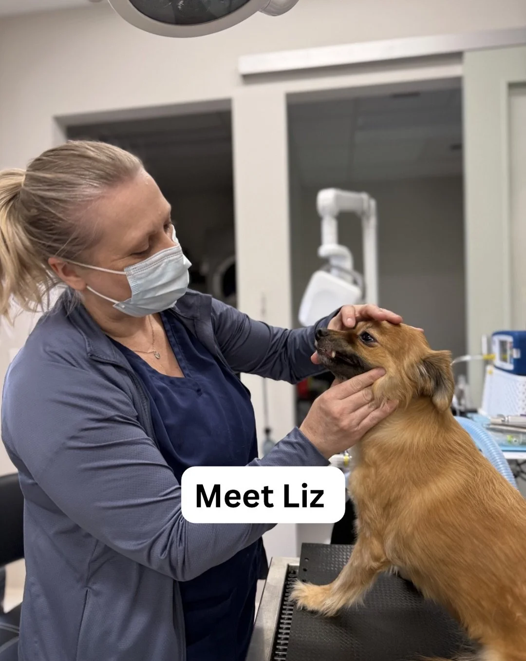 Meet Liz!

With over 27 years of experience as a veterinary technician, Liz brings so much knowledge, compassion, and dedication to our team. She is passionate about providing comforting care to her patients and loves helping clients feel informed an