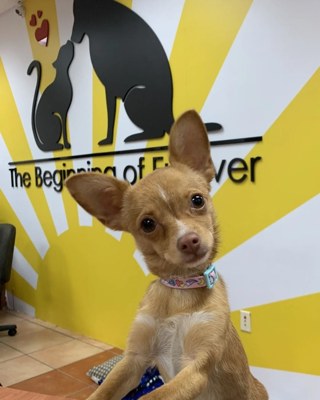 have you heard the news? 🐾

a few weeks ago, we dropped a hint from the moore building. we can finally share what it was about (&hellip;and let&rsquo;s just say, this news deserves a round of appaws)!

our founder &amp; chief credibility officer has