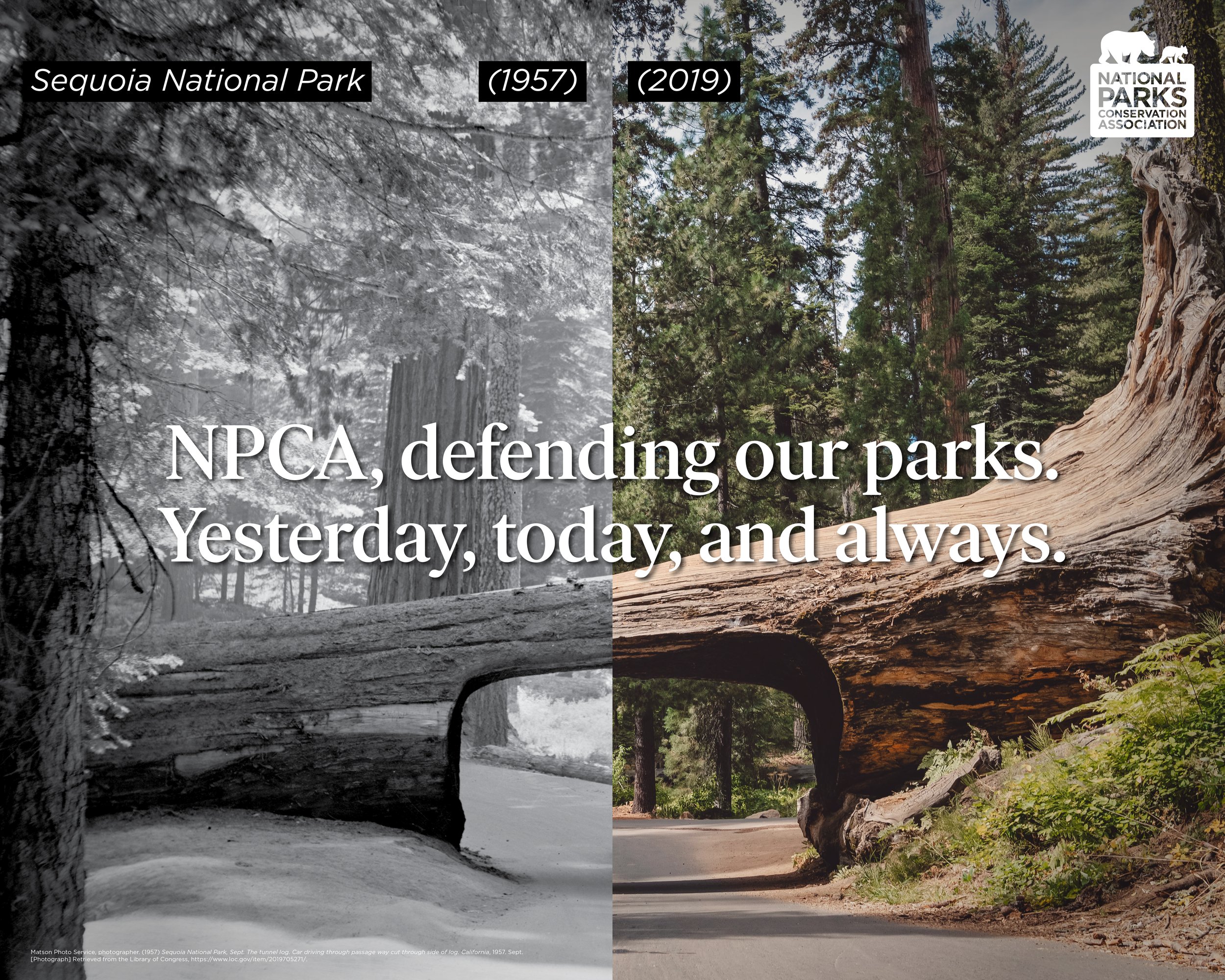 13_Historic-Contemporary_Sequoia.jpg