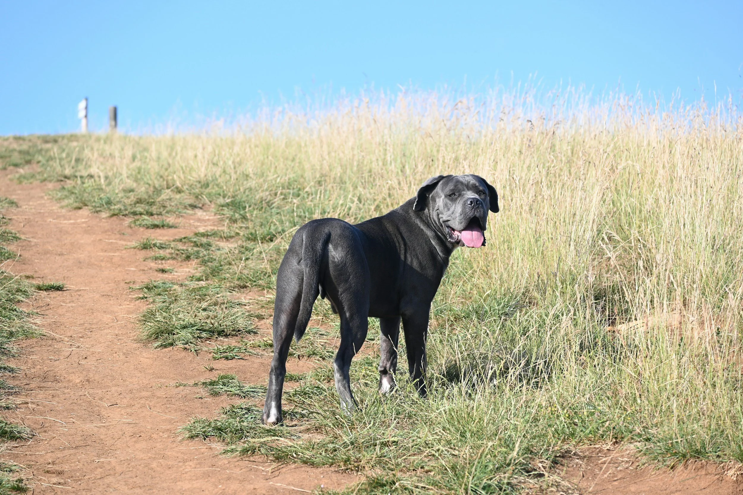 Black dog standing on a dirt path in grassy field with blue sky.