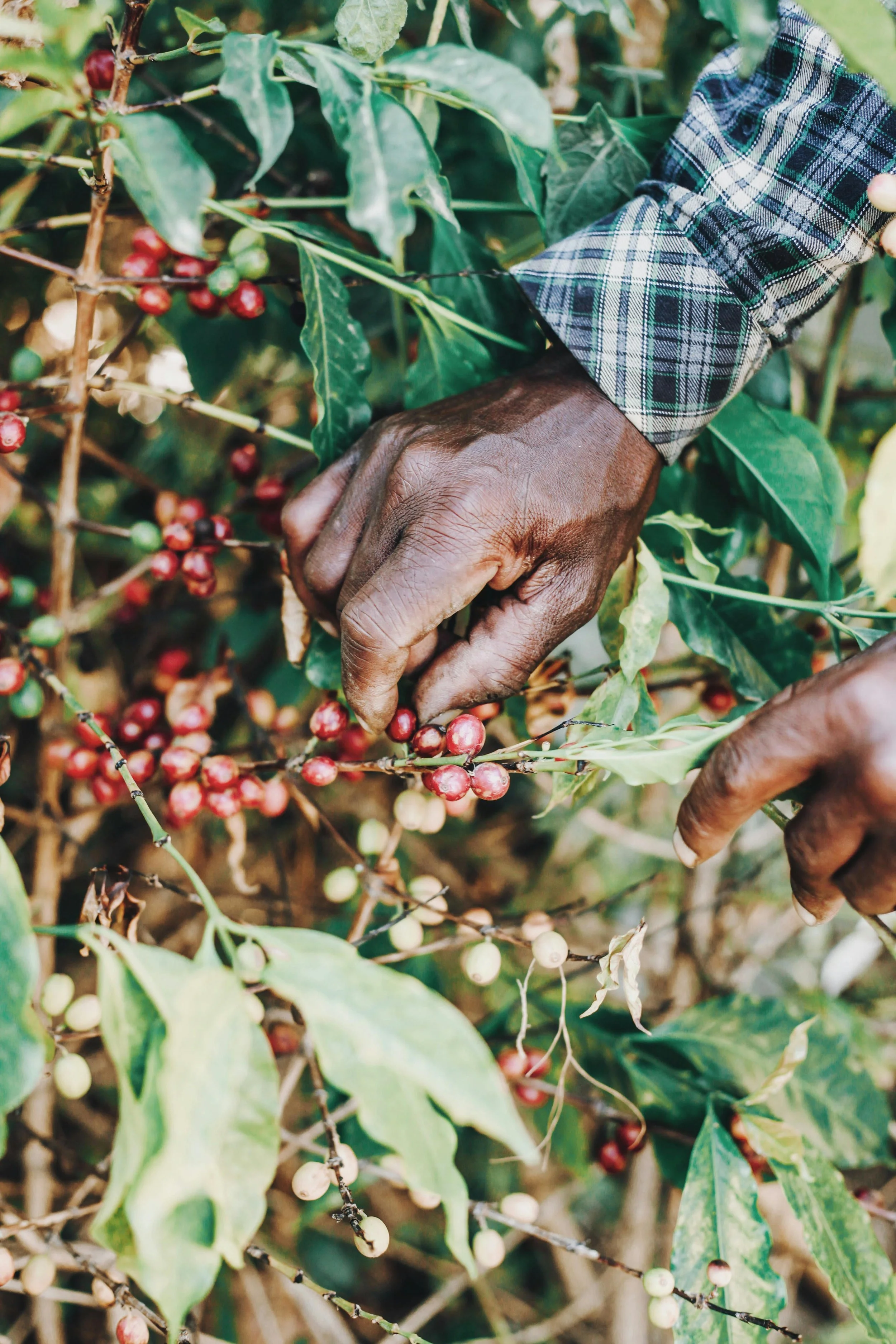 A person with dark skin, wearing a plaid shirt, is picking red and white coffee cherries from a coffee plant.