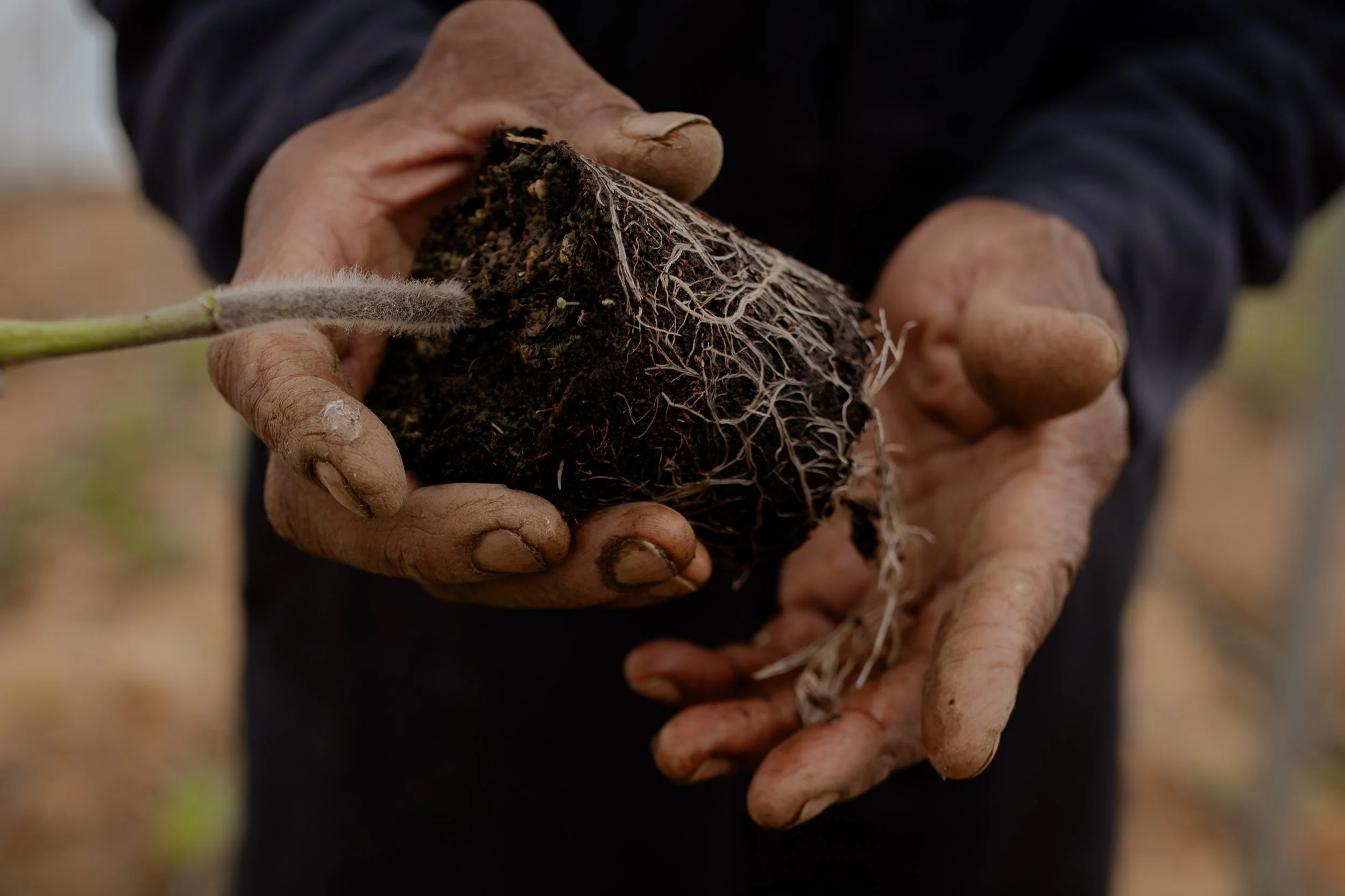 Photo Credit: Woodland Farm, Photographed by Phoebe Davies for Culture Roots Collective, 2026