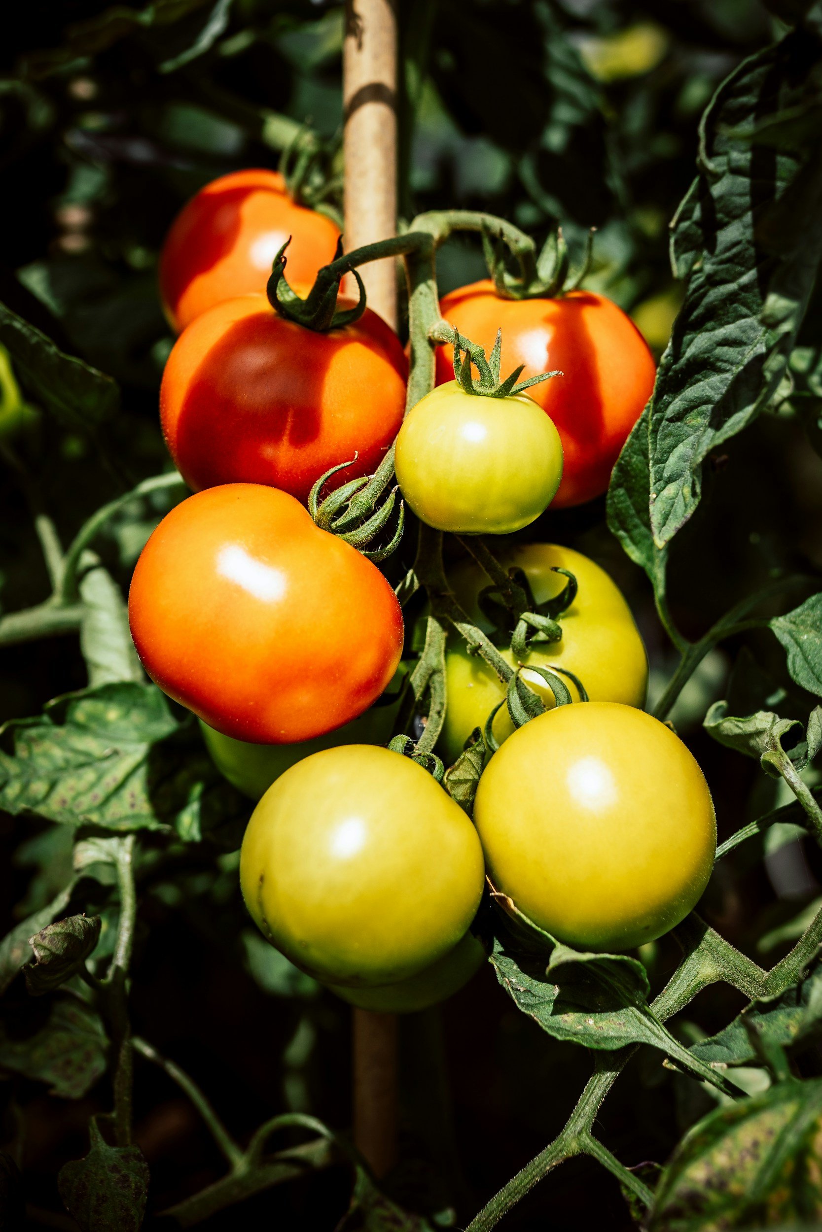 Cluster of red, yellow, and green tomatoes on the vine among green leaves.