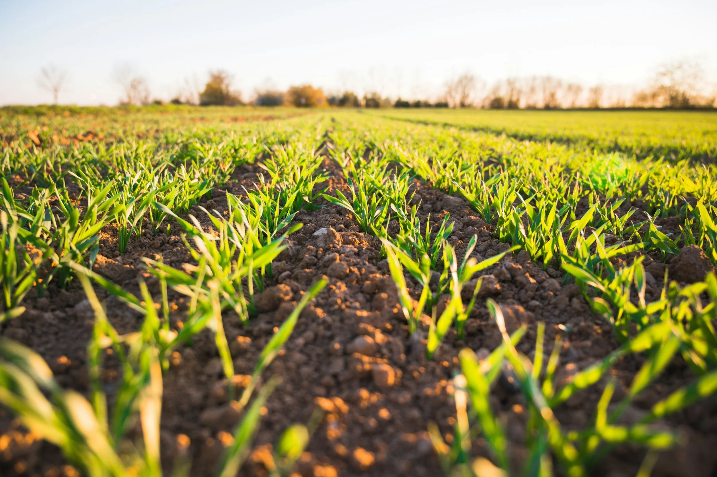 A field of young green plants growing in rows on tilled soil, sunlight shining from the side, with trees and a pale sky in the background.
